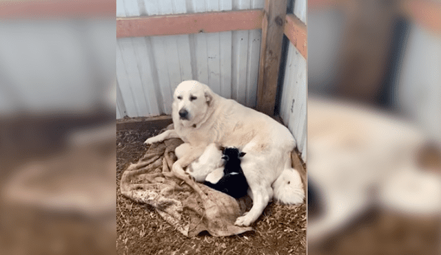 Video es viral en YouTube. Dueña de la perra se percató de la emotiva escena y no dudó en grabarla para compartirla en redes