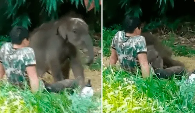 Elefante bebé fue liberado en su hábitat natural después de cinco meses, pero regresó al regazo de su cuidador tras ser abandonado por su manada