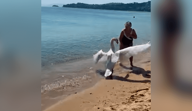YouTube viral: intenta tomarse 'selfie' con cisne y queda aterrada segundos después [VIDEO]