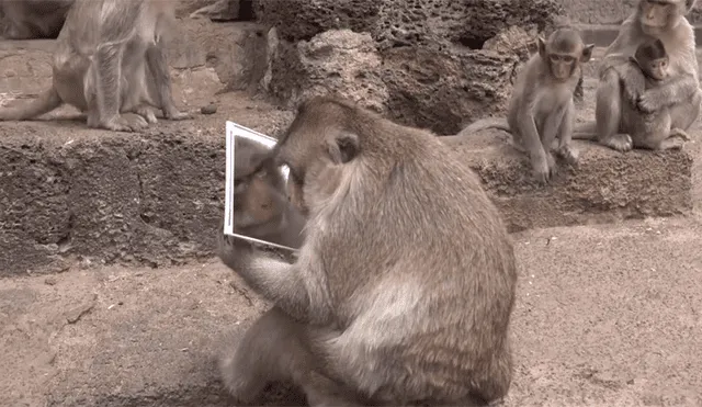 Un video viral muestra la reacción de un grupo de monos viéndose por primera vez frente a un espejo.