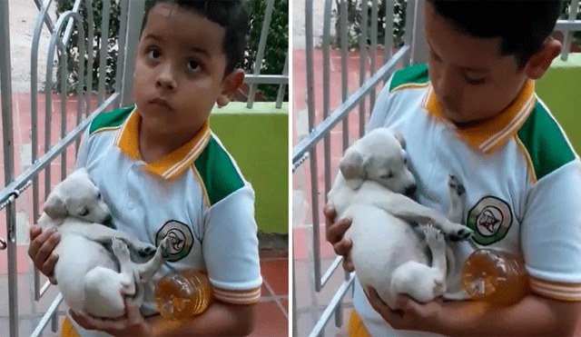 Niño es enviado a comprar a la tienda y regresa a casa con un cachorro en brazos [VIDEO]