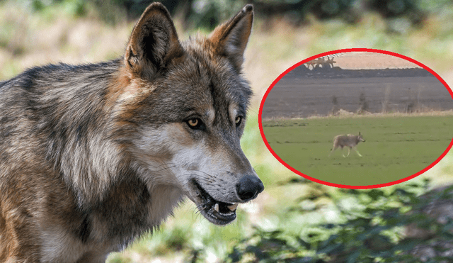 Un cazador asesina a la última loba salvaje en Dinamarca