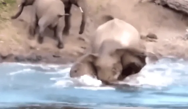 Un video viral de Facebook registró el brutal ataque que sufrió un elefante por un feroz cocodrilo, que emergió del río para arrancarle la trompa.