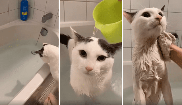 Desliza las imágenes hacia la izquierda para apreciar el inesperado comportamiento de un gato al ser bañado.