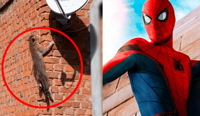 Facebook: Gato copia las técnicas de Spider-Man y logra lo imposible