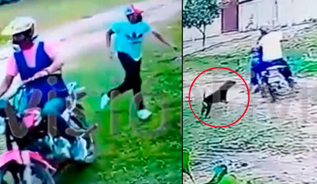 El robo acabó frustrado por la heroica acción de un perro. Foto: captura/Twitter @NotivisionBO