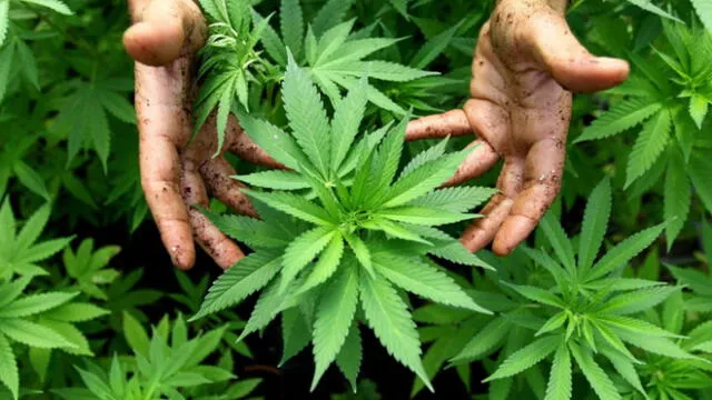 Grecia: Parlamento aprueba el cultivo del cannabis medicinal