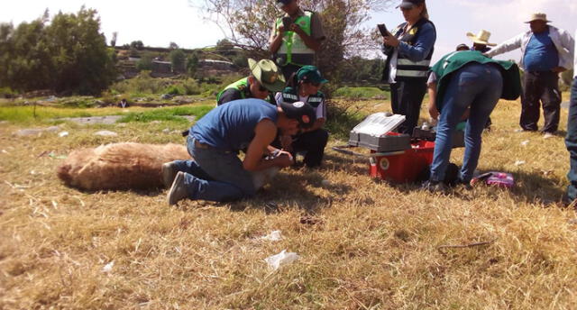 Auxilian a huanaco que habría sido atacado por perros en Arequipa