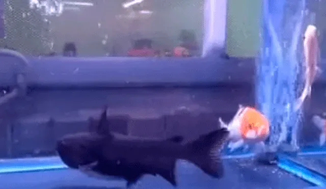 YouTube: el increíble momento en el que un pez se come a otro del mismo tamaño [VIDEOS]