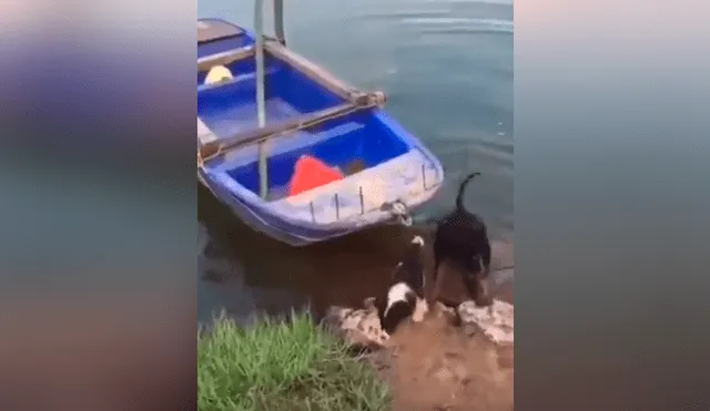 Perro ve a su ‘amigo’ en peligro y hace lo impensado para rescatarlo [VIDEO]