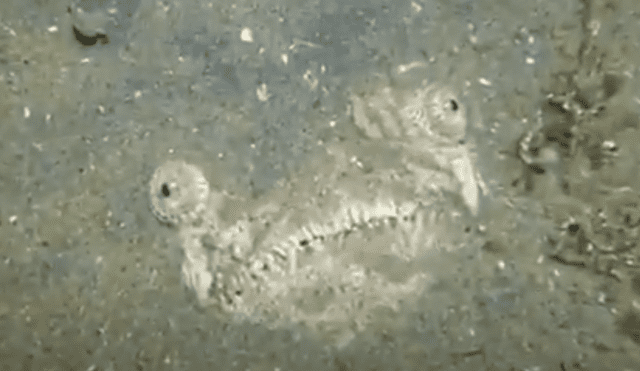 Facebook viral: buzos ingresan al fondo del océano y descubren rostro de aterrador pez [VIDEO]