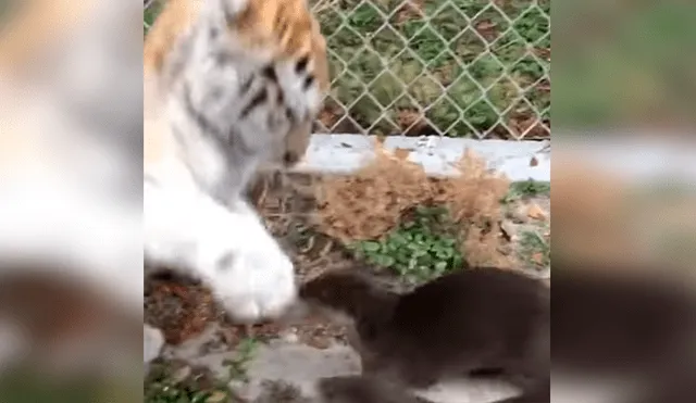 Facebook: Gran ternura provocó un tigre que jugaba con dos nutrias en zoológico [VIDEO]