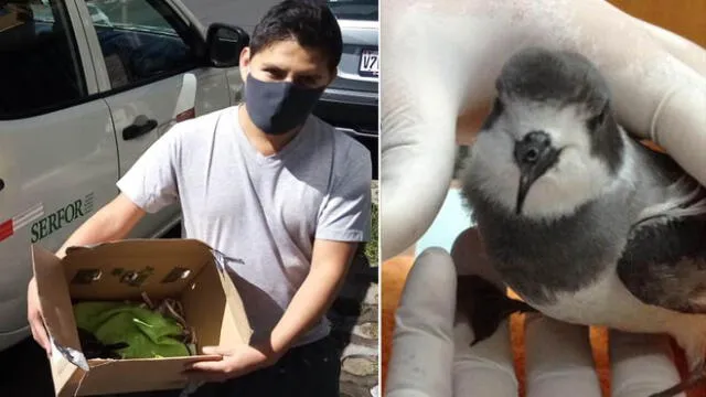 Aves se perdieron parques, techos y otros lugares abiertos en Arequipa.