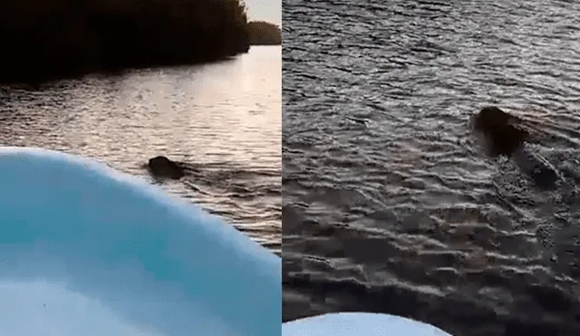 Facebook: extraña criatura sorprende a turistas que se encontraban navegando en su yate [VIDEO]