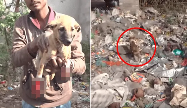 Desliza hacia la izquierda para ver cómo luce actualmente el perro callejero que fue abandonado en la basura. Video viral de YouTube.