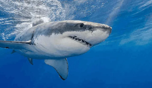 Tiburón aparece en playa de Estados Unidos y aterroriza a bañistas [VIDEO]