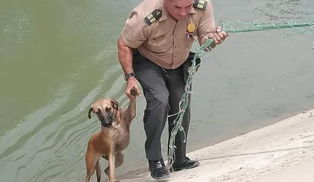 Piura: policías rescatan a perro que cayó al canal Biaggio Arbulú