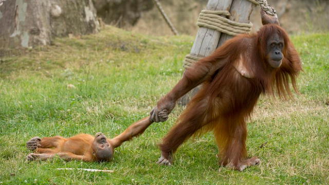 Bebé orangután tiene un berrinche y la reacción de su madre se vuelve viral [FOTOS]
