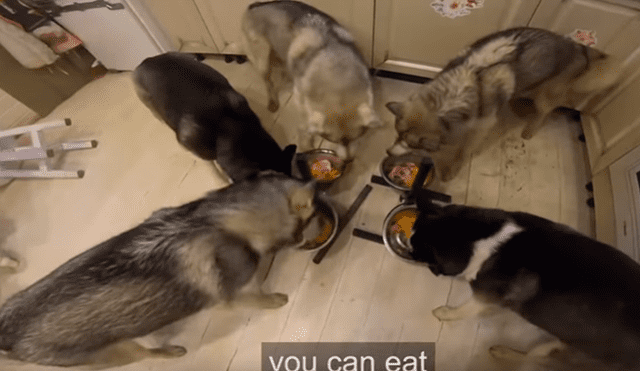 Video es viral en YouTube. Grupo de perros, de raza husky siberiano, ha cautivado a miles de usuarios con su singular comportamiento antes de empezar a comer