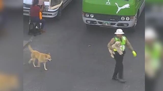 Desliza para ver cómo este policía peruano abandona su puesto para ayudar a cruzar esta peligrosa pista a dos perritos callejeros. Foto: Captura.