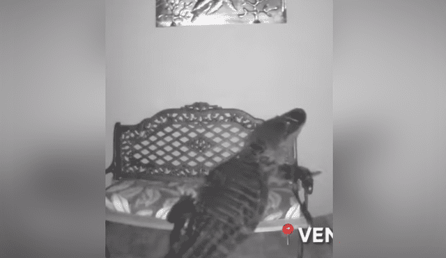 A través de Facebook se hizo viral el aterrador momento en que un cocodrilo invade una casa en mitad de la madrugada.