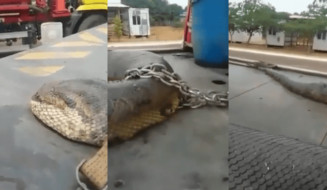 Vía YouTube : asombro por monstruosa serpiente atrapada en la amazonía [VIDEO]