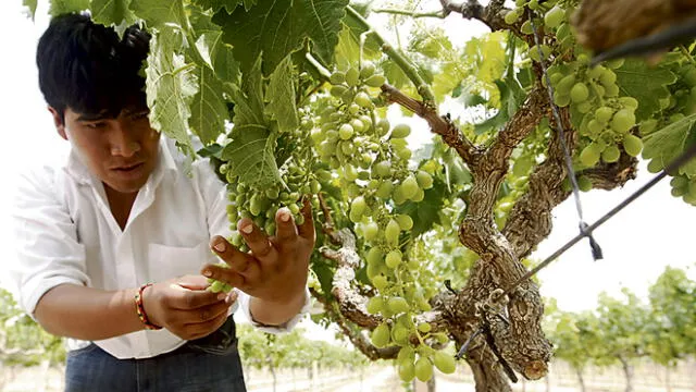 Minifundio impide despegue de la producción de uva en Arequipa