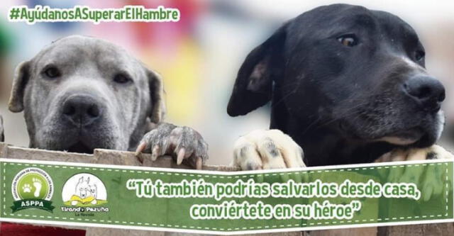 Afiche de evento en facebook "Colecta Pública online por los animales". Foto: Asppa.