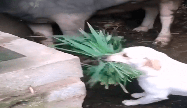 Facebook viral: perro alimenta a toros, luego de que su dueño sufriera accidente [VIDEO]
