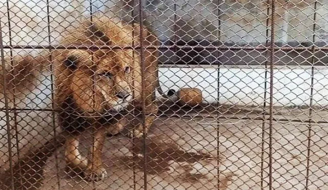 Aplicaron eutanasia a león africano, tras agravarse su estado de salud