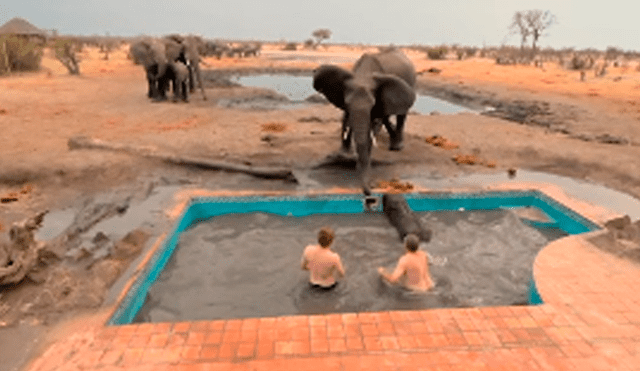 El elefante atacó en varias ocasiones a los valientes hombres que intentaron empujar al pequeño para que salga de la pileta. Foto: captura.