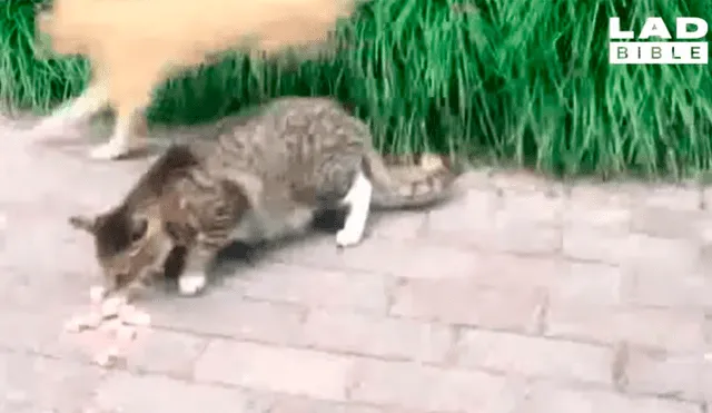 Gato intenta devorar comida de su amigo, pero este le da gran lección con graciosa reacción [VIDEO]
