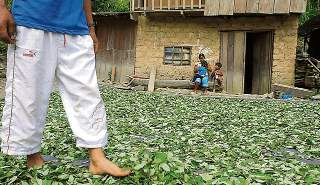 Cerca del 90% de la producción de la hoja de coca va al narcotráfico