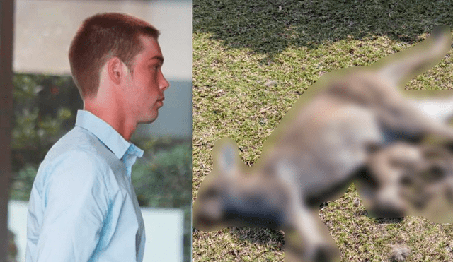Joven que mató a 11 canguros afirma estar arrepentido tras hacer un voluntariado