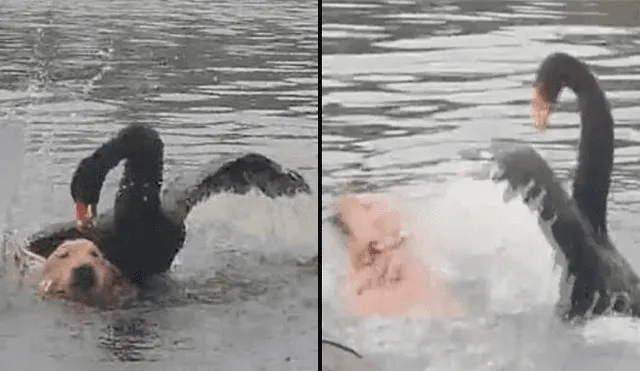 Feroz cisne ataca a perro que ingresó a lago para bañarse y casi lo ahoga [VIDEO] 