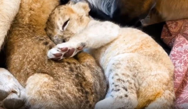 La perrita sorprendió al cuidar a los pequeños leones como si fueran sus propios cachorros. Foto: Instagram