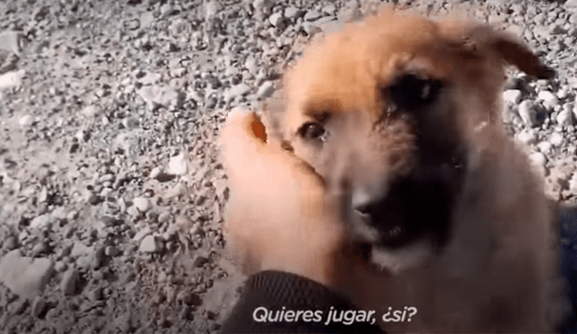 YouTube viral: Hombre ve a un perro desamparado en medio de la ...