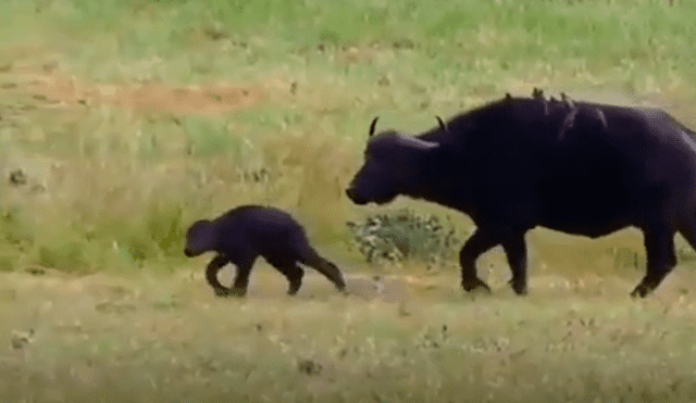 YouTube viral: Mamá búfalo se sacrifica para salvar a su cría de terribles criaturas [VIDEO]