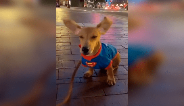 Desliza hacia la izquierda para ver las divertidas imágenes de Wilson, el perro salchicha cuyas orejas han sacado más de una sonrisa a los cibernautas. Foto: captura de YouTube