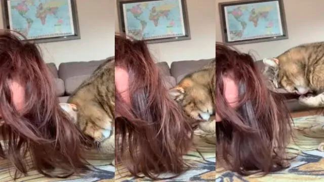 Desliza las imágenes para ver el peculiar comportamiento que tuvo un gatito al ve que su dueña tenía el cabello sucio. Foto: Captura