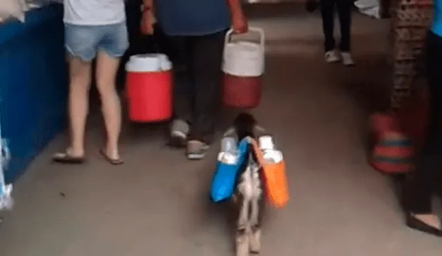 Facebook: chivito es captado vendiendo refrescos junto a su dueño y se vuelve viral [VIDEO]