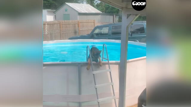 Desliza las imágenes para ver el momento en que un travieso perro aprovechó la piscina que sus dueños no podían usar por la cuarentena. Foto: Woof Woof