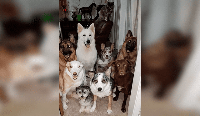 Mujer consigue retratar a sus 17 mascotas posando y la foto causa emoción en usuarios [FOTOS]