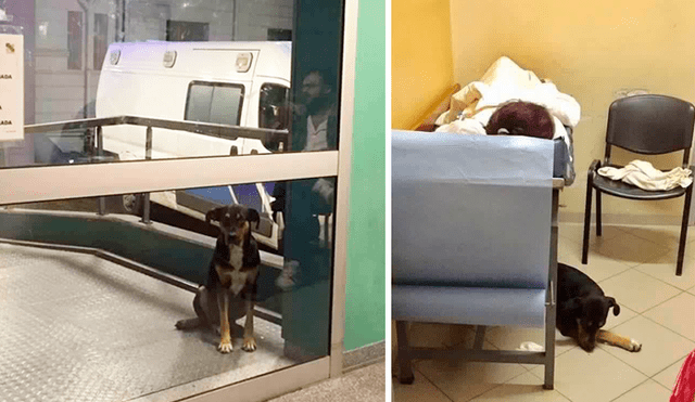 Facebook: perro logró conmover a policías y enfermeros, ahora acompaña a su dueña en el hospital