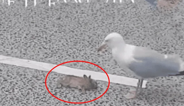 Facebook viral: quedarás aterrado al ver lo que hace una gaviota con un indefenso conejo [VIDEO]