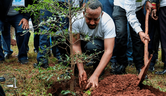 Etiopía siembra más de 350 millones de árboles en campaña nacional. Foto: Twitter/@PMEthiopia