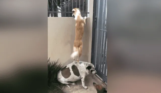 Facebook viral: graban a perro siendo el 'banquito' de su amigo que estaba 'enamorado' de la vecina [VIDEO]
