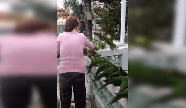 Facebook: mira el método que utilizó una mujer para reunir a loros [VIDEO] 