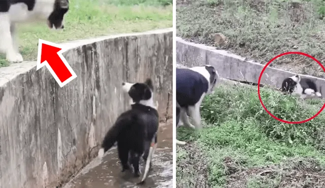 Facebook viral: Perrita ve que su cachorro no puede salir de acequia y arriesga su vida para salvarlo [VIDEO] 
