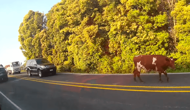 Vaca pasea en medio de la carretera y ocasiona gran congestión vehicular [VIDEO]
